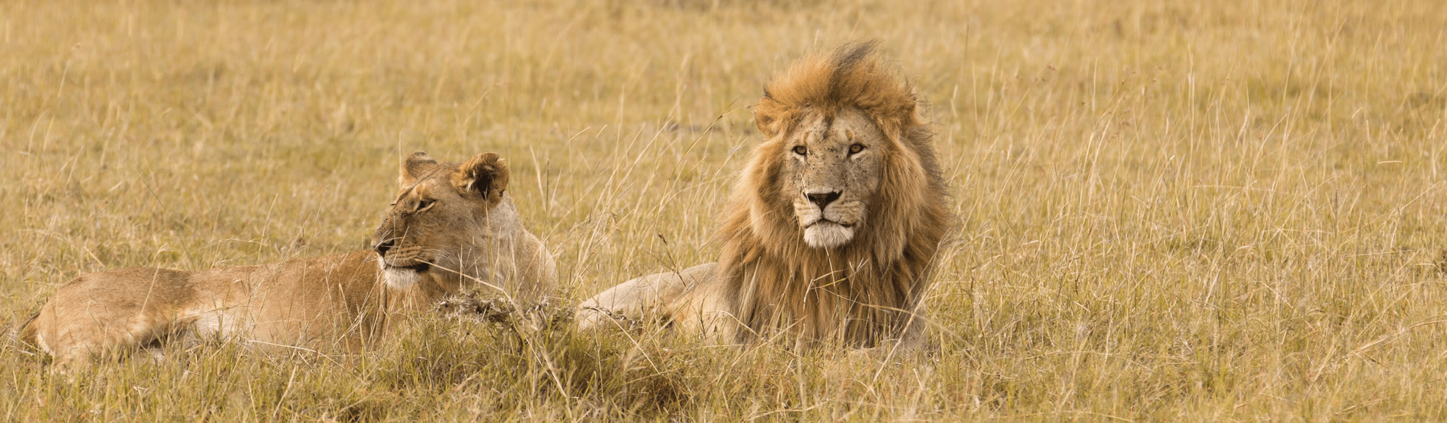 Maasai Mara National Reserve - Witness the Great Migration