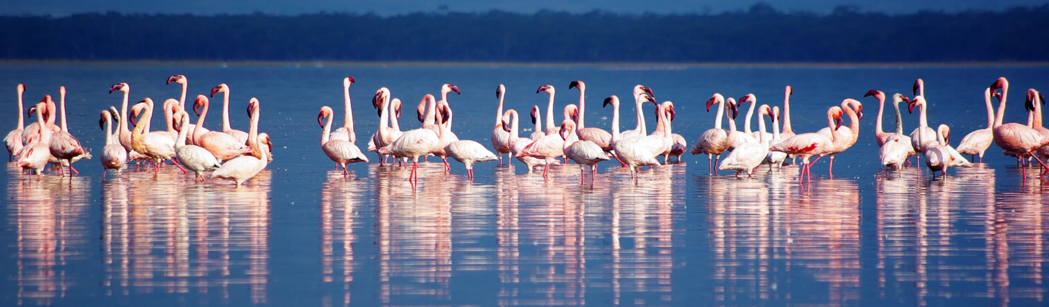 Lake Nakuru National Park - Flamingos and rhino sanctuary