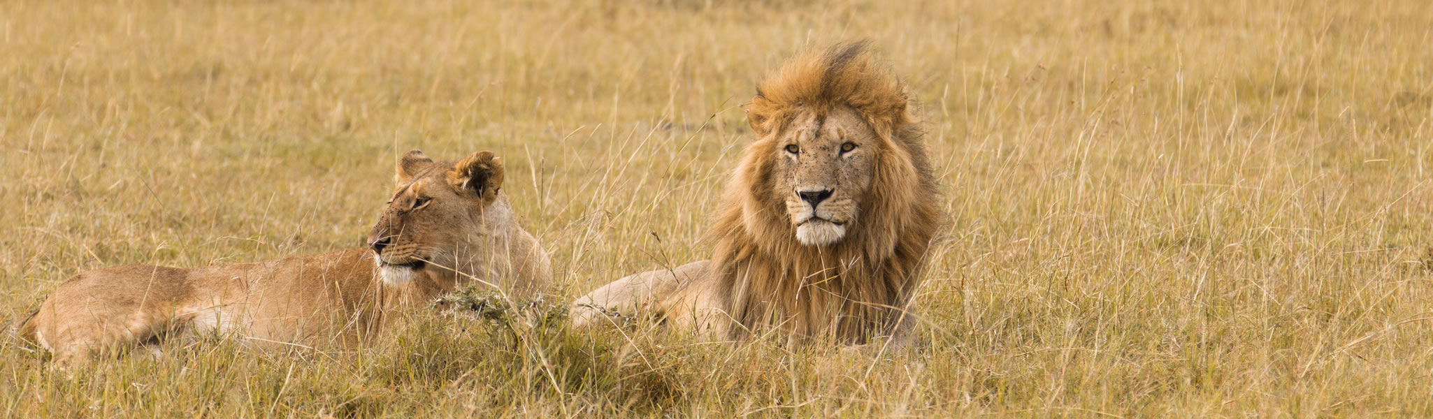 Maasai Mara National Reserve - Witness the Great Migration